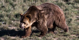 BIESZCZADY: Niedźwiedź zaatakował mężczyznę. Ranny trafił do sanockiego szpitala