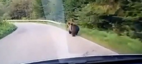#Bieszczady: Niedźwiedź wbiegł na jezdnię tuż przed pędzący samochód! Zobacz nagranie (FILM)