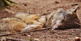 LESKO24.PL: Myśliwi stanęli przed sądem o zabicie i oskórowanie wilka w Bieszczadach