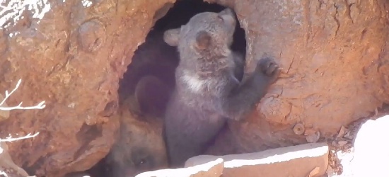BIESZCZADY: Małe niedźwiadki harcują w najlepsze (VIDEO)