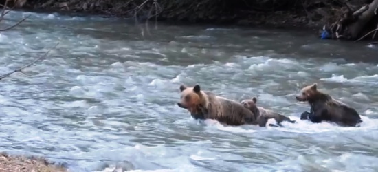 Niedźwiedzia rodzina przeprawia się przez rzekę. Zobacz fantastyczne video! (FILM)