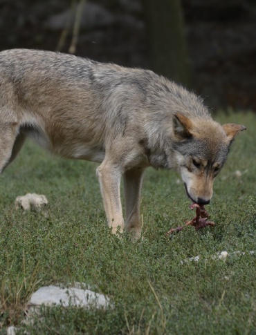 Atak wilków na labradora w Terce. Właściciel wzywa do dyskusji na temat populacji wilków w Bieszczadach (DRASTYCZNE ZDJĘCIA)