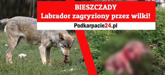 Atak wilków na labradora w Terce. Właściciel wzywa do dyskusji na temat populacji wilków w Bieszczadach (DRASTYCZNE ZDJĘCIA)