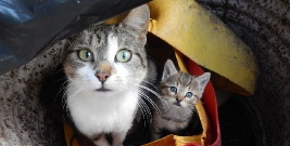 SOLINA: Nadzwyczajna sesja w sprawie bezpańskich kotów? (FILM)