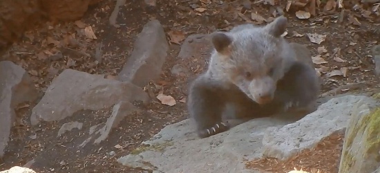 „Kiedy niedźwiadki wchodzą leśniczemu na buty…”. Uwaga, zawsze w pobliżu jest też mama! (FILM)