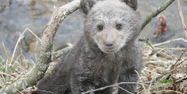 Głody i samotny niedźwiadek uratowany w Bieszczadach (FILM, ZDJĘCIA)
