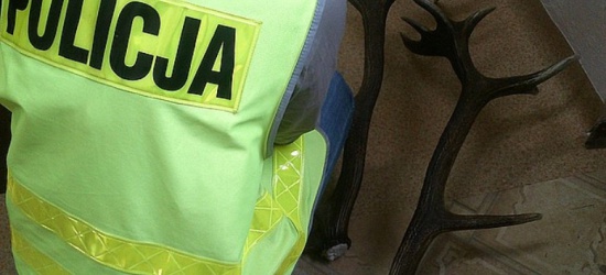 Policjanci odzyskali skradzione poroże jelenia o wartości 1000 zł