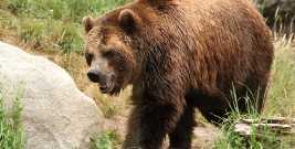 BIESZCZADY: Koniec śledztwa w sprawie tajemniczej śmierci 61-latka. Zabił niedźwiedź!