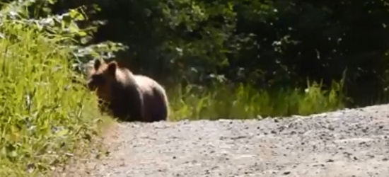 Czasem i leśniczy ucieka przed niedźwiedziem. Lepiej nie wchodzić miśkowi w drogę (FILM)